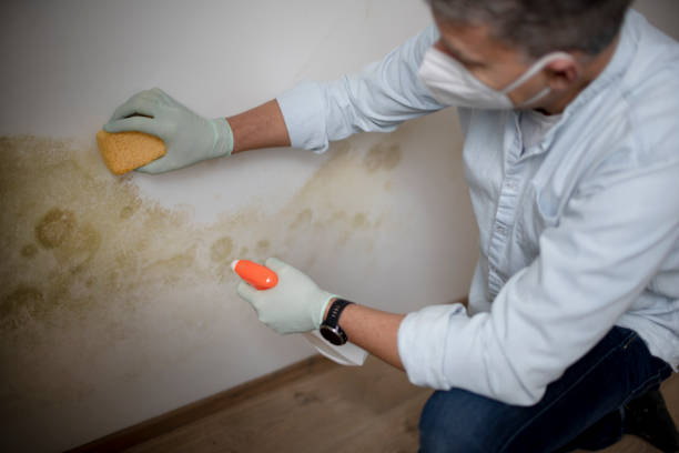 Best Black Mold Removal  in North Merrick, NY