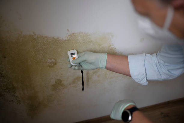 Best Toxic Mold Removal  in North Merrick, NY