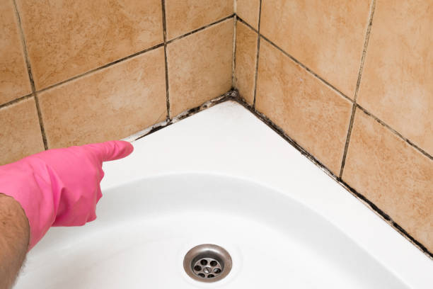 Best Mold Cleaning Services  in North Merrick, NY